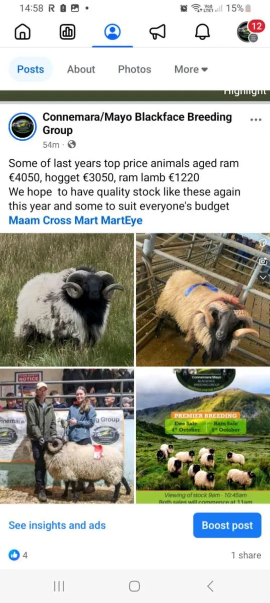 Connemara/Mayo Blackface - Image 2