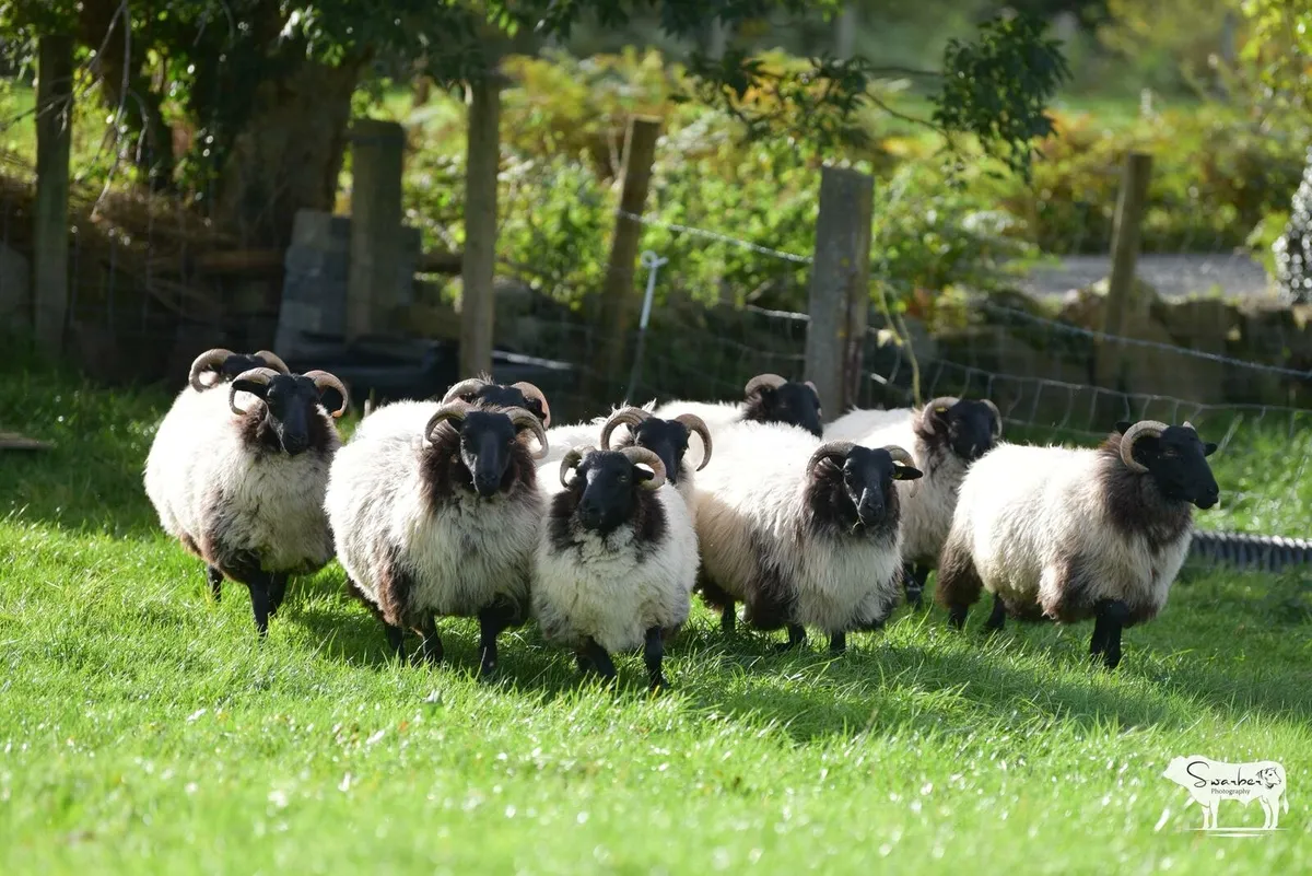 Connemara/Mayo Blackface - Image 3