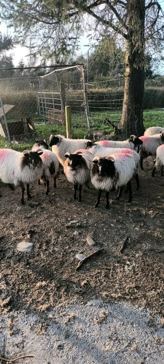 Connemara/Mayo Blackface - Image 4