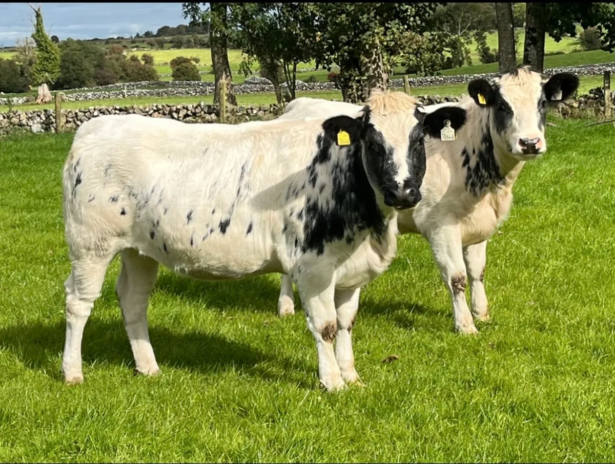 5 Star Genotyped Belgian Blue Cross Heifers - Image 1