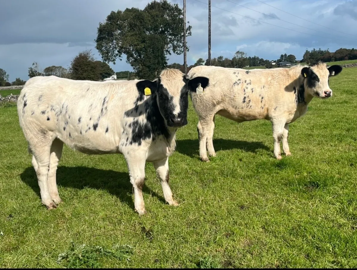 5 Star Genotyped Belgian Blue Cross Heifers - Image 2