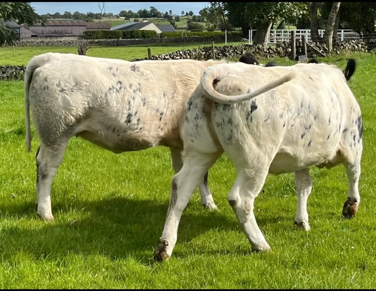 5 Star Genotyped Belgian Blue Cross Heifers - Image 3