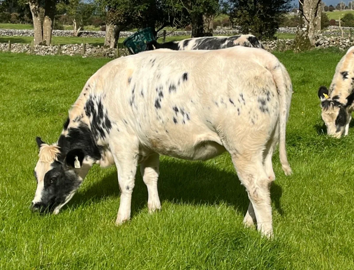 5 Star Genotyped Belgian Blue Cross Heifers - Image 4