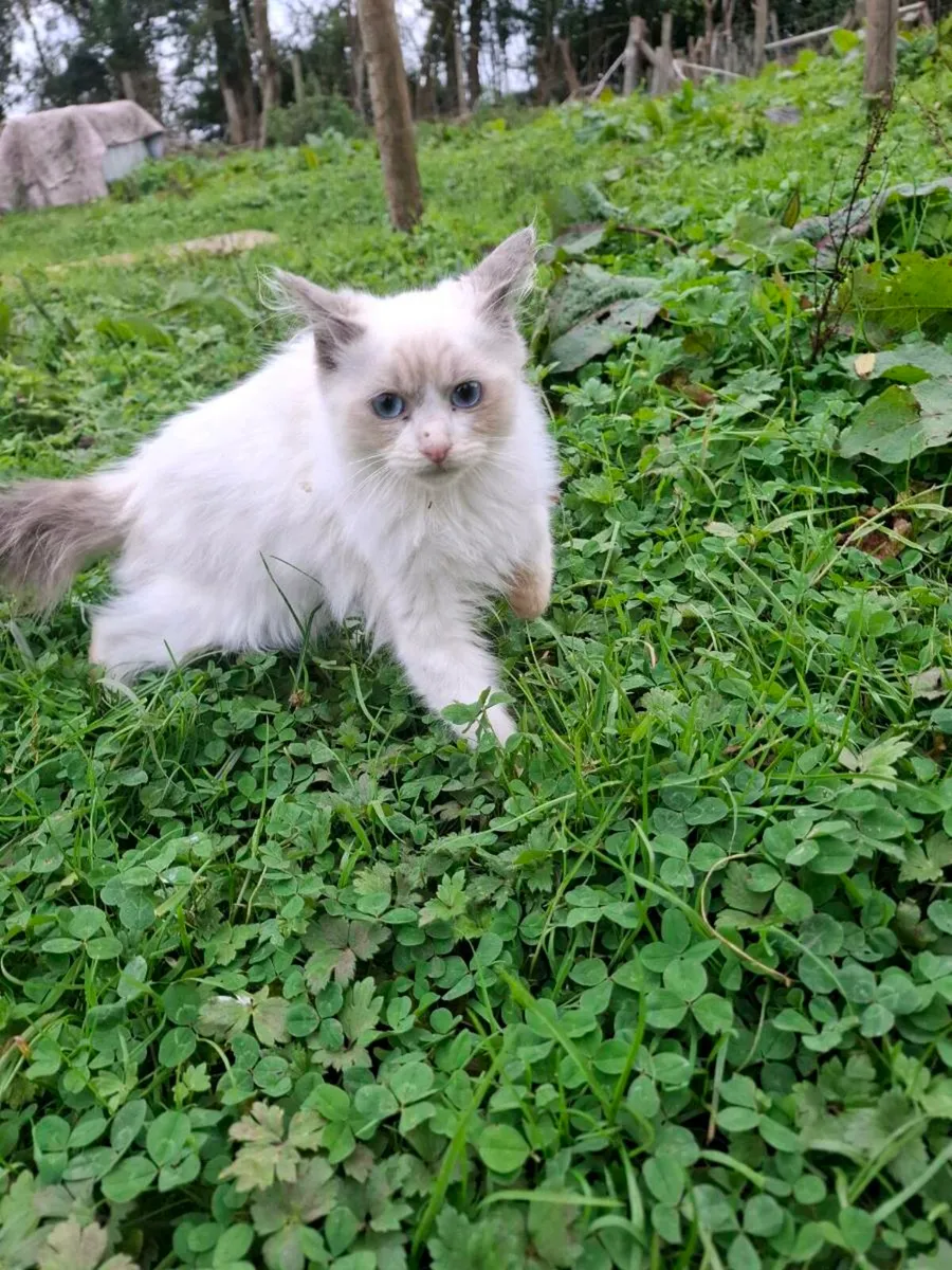Kittens - Image 1