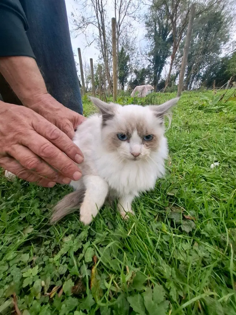 Kittens - Image 2