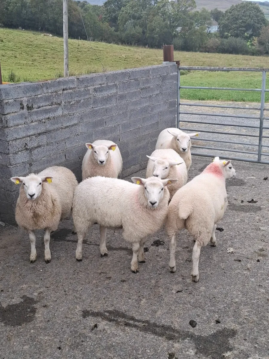 Texel Ewe Lambs - Image 1
