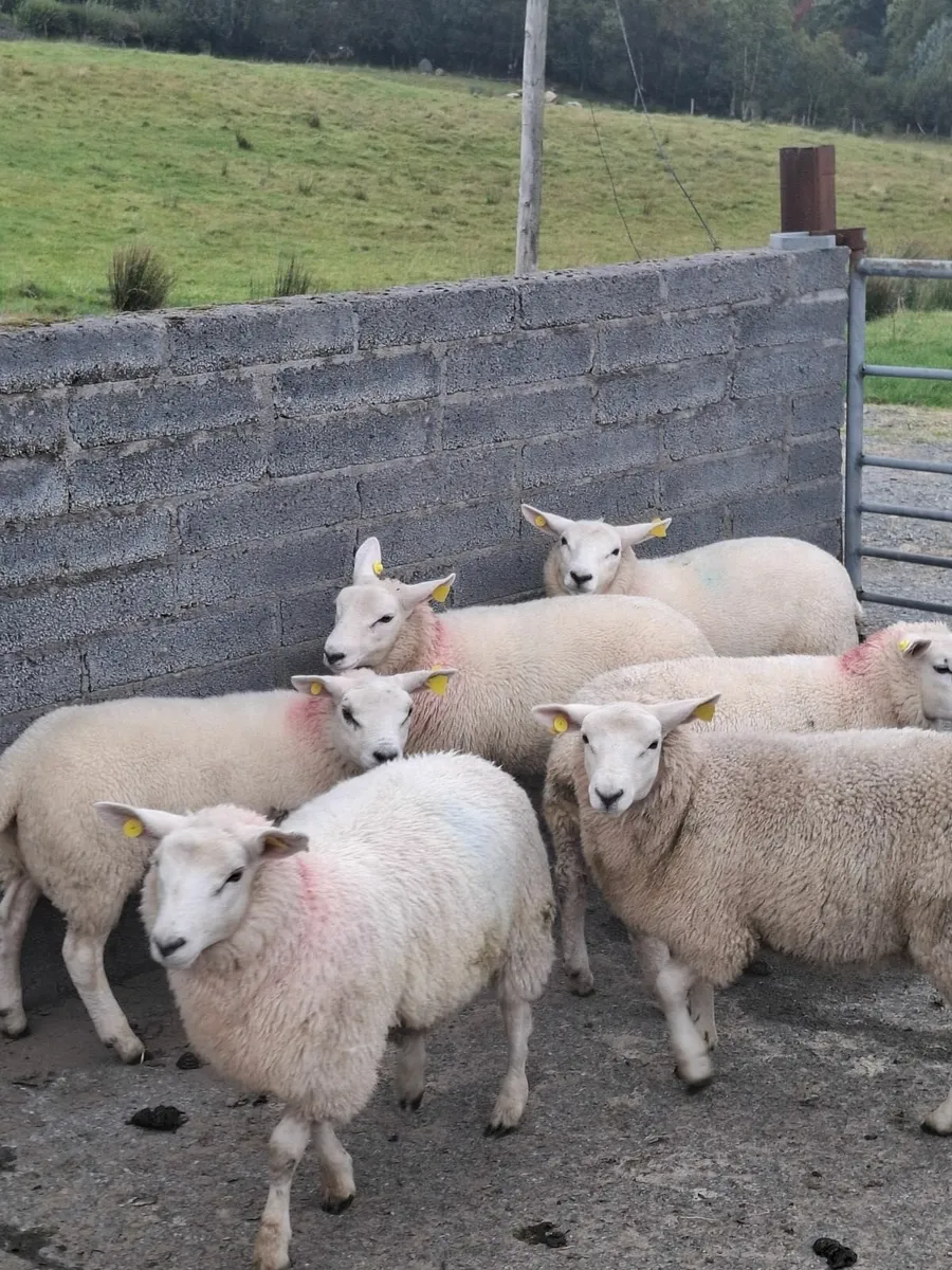 Texel Ewe Lambs - Image 2