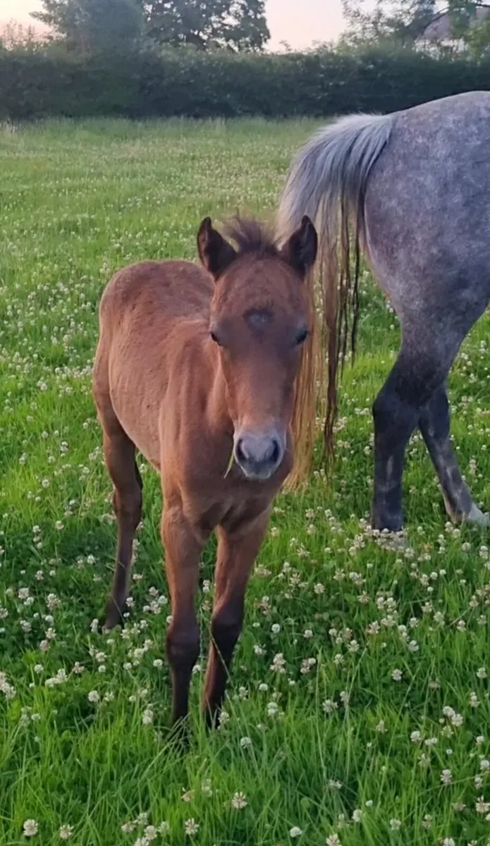 Future Showjumping Pony - Image 3