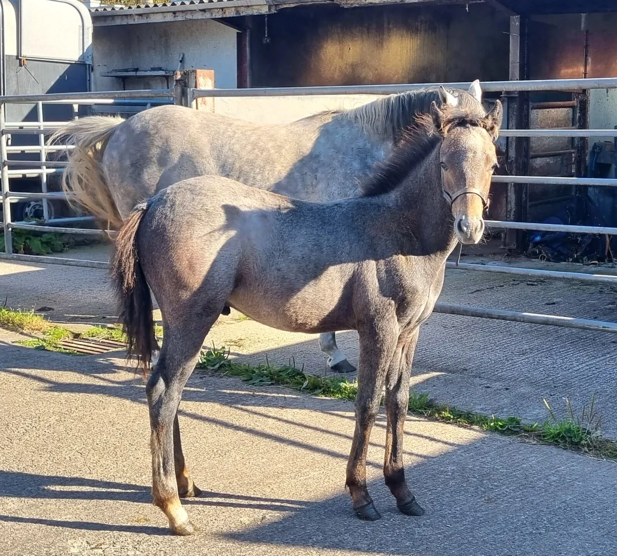 Future Showjumping Pony - Image 1