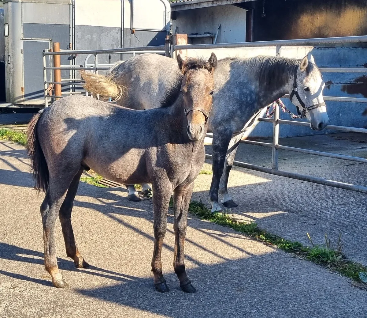 Future Showjumping Pony - Image 4