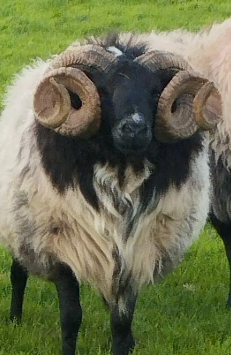 Rams - Image 1