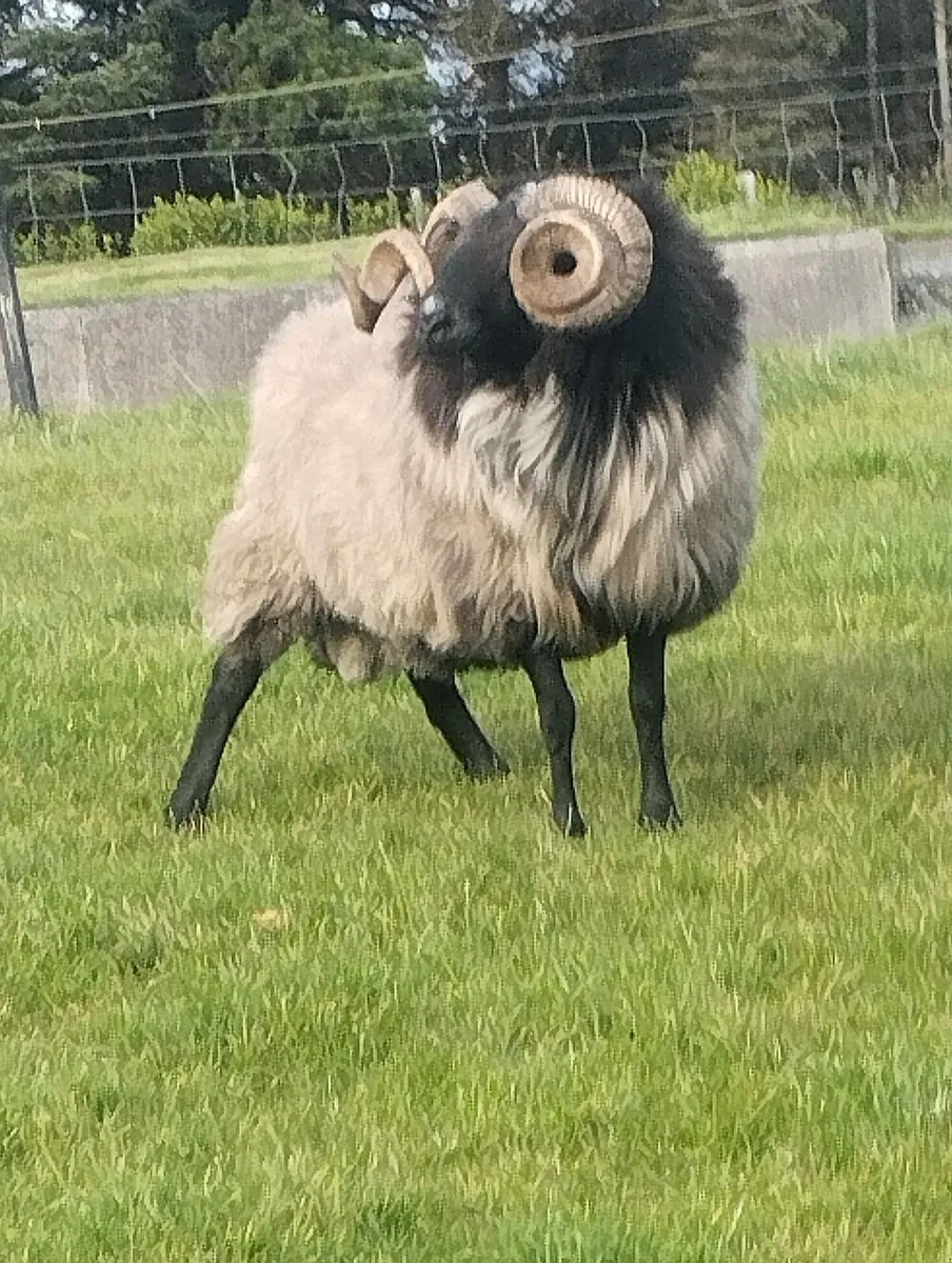 Rams - Image 2