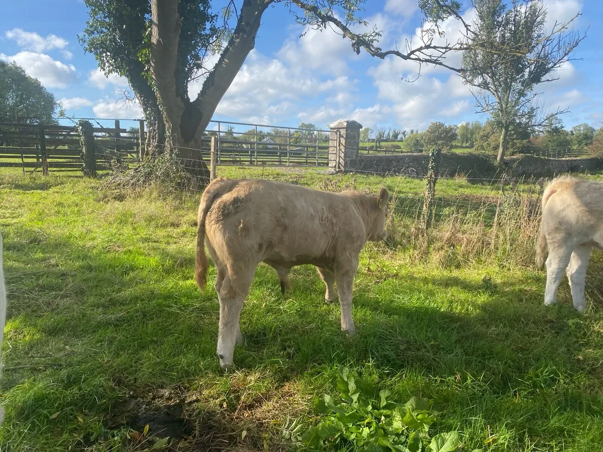 Organic bull weanlings-Elphin Mart Monday 29th Sep - Image 1