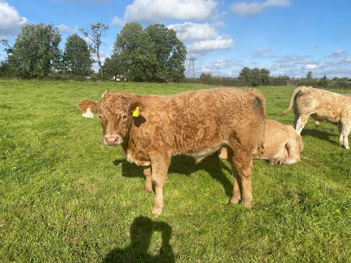 Organic bull weanlings-Elphin Mart Monday 29th Sep - Image 2