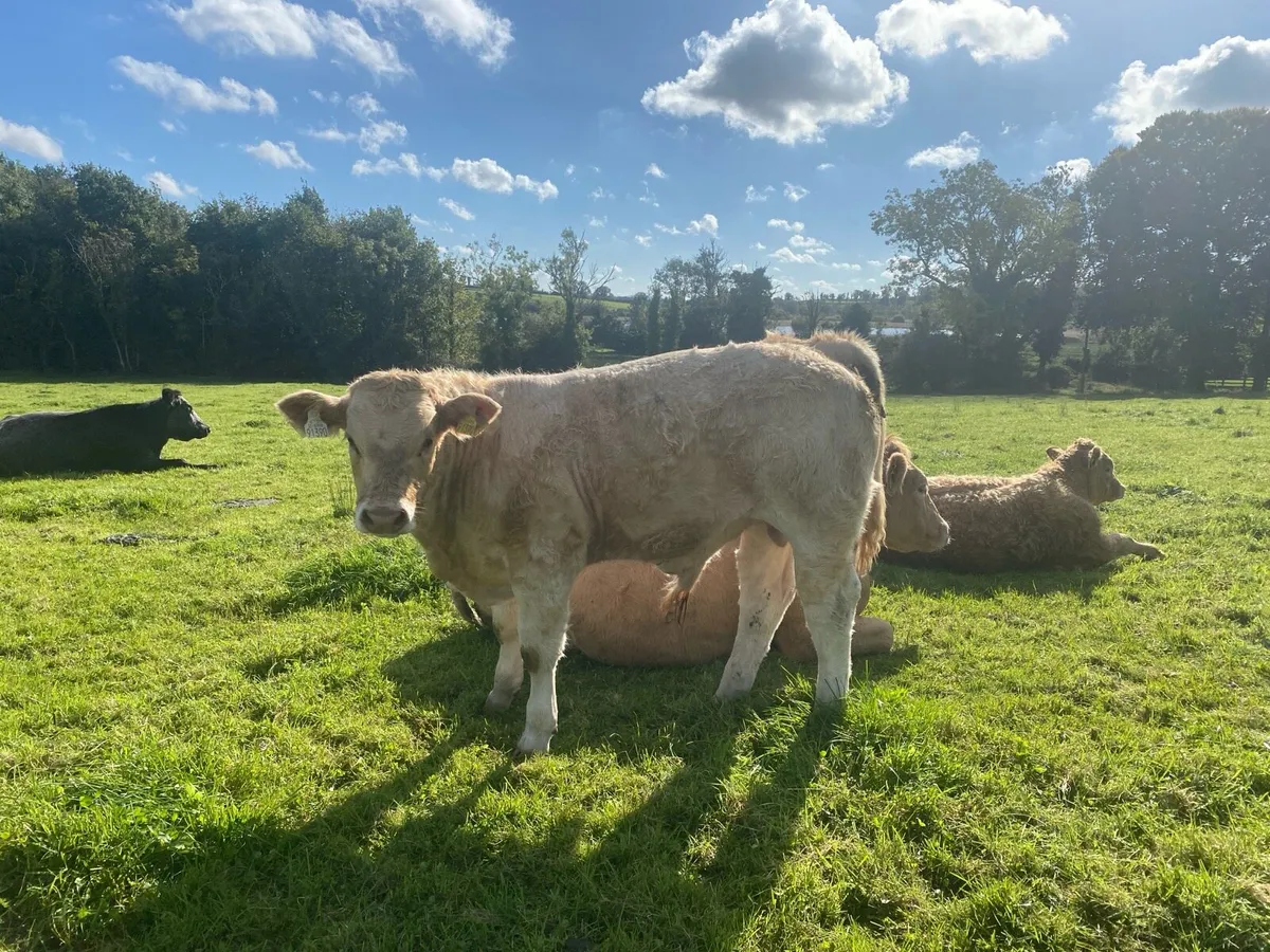 Organic bull weanlings-Elphin Mart Monday 29th Sep - Image 3
