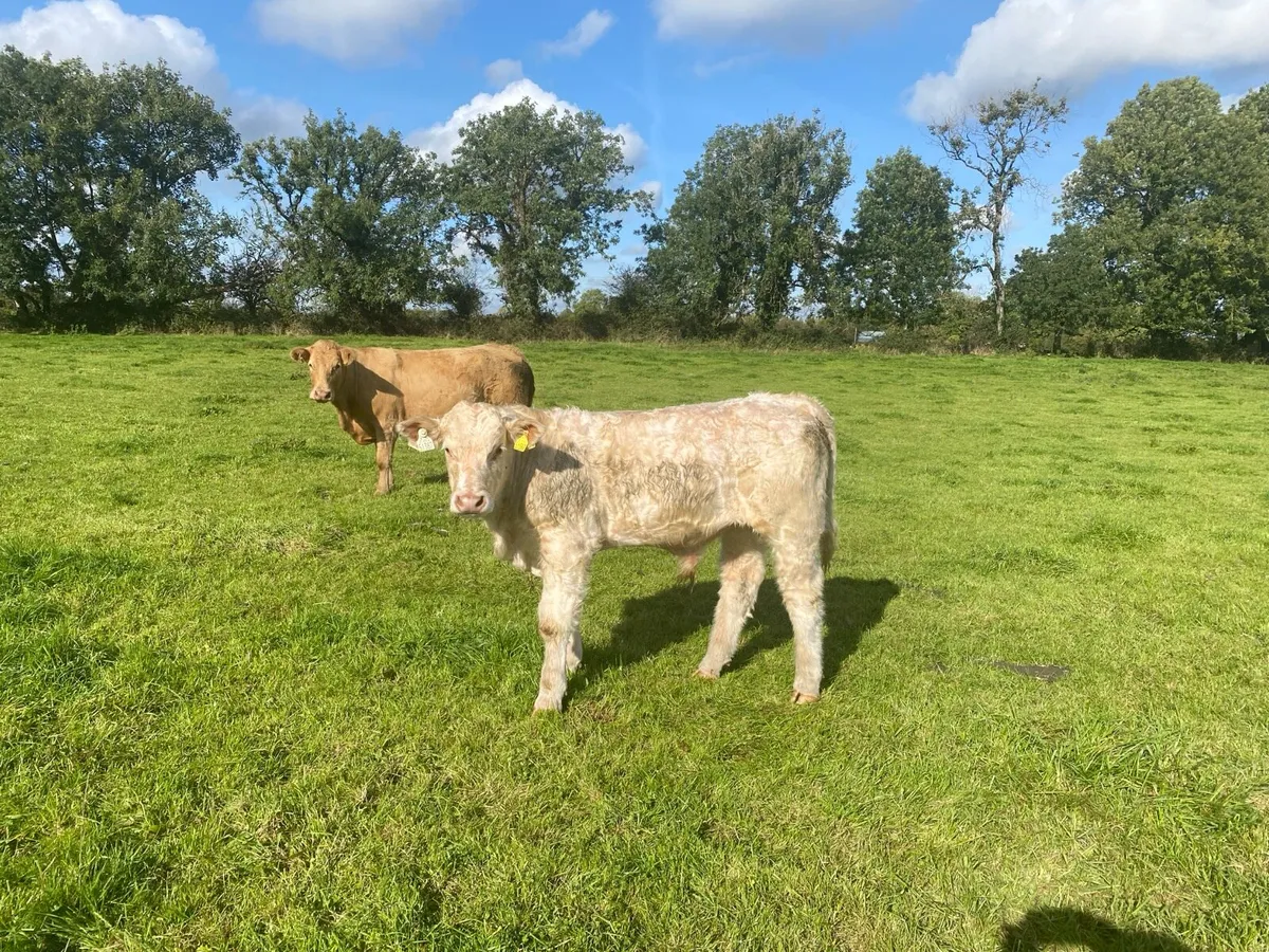 Organic bull weanlings-Elphin Mart Monday 29th Sep - Image 4