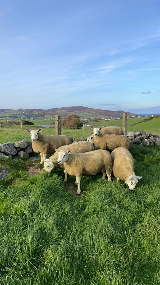 Aberfield ram lambs