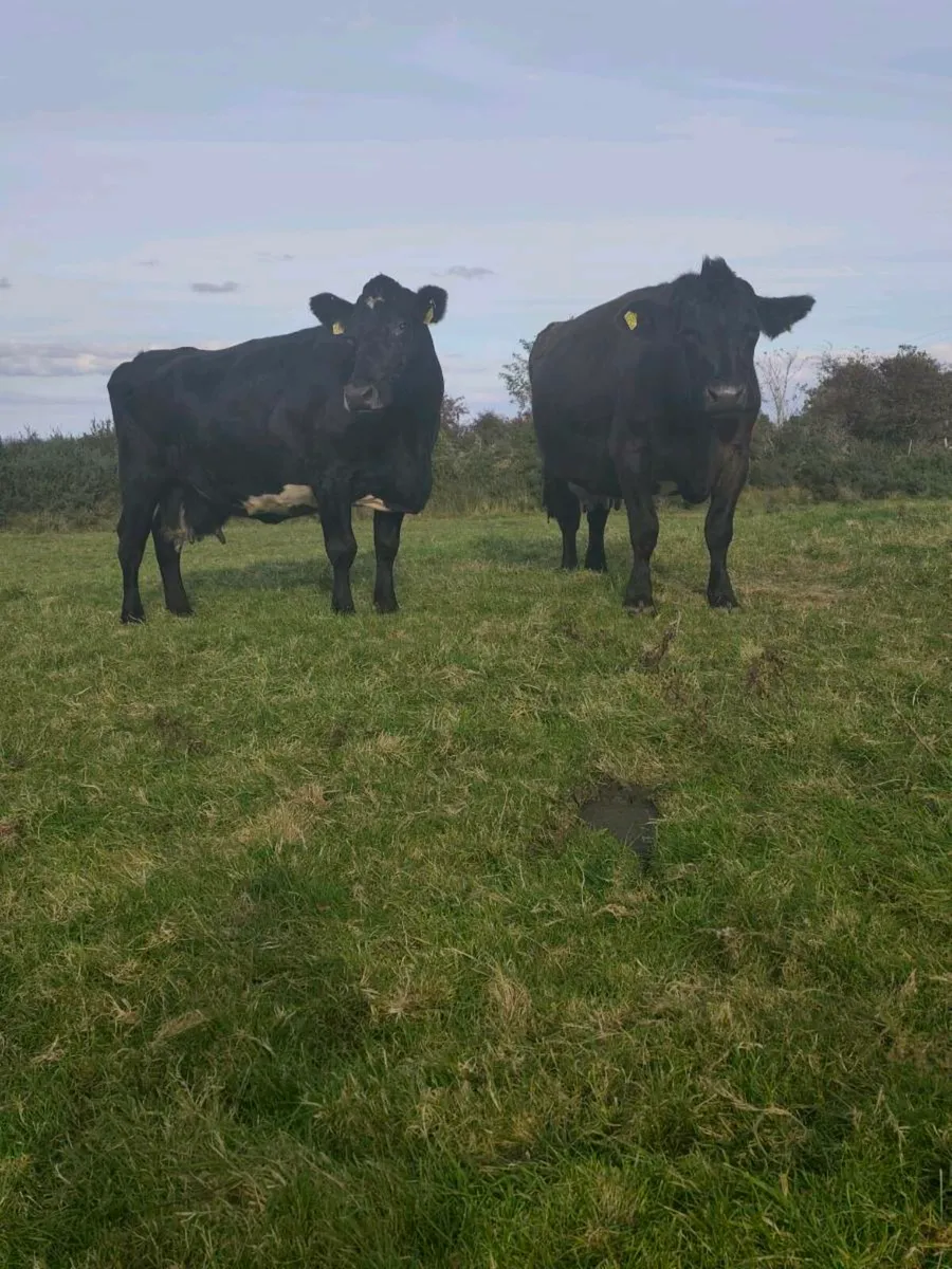 ⭐ SCEP eligible Cows ⭐ - Image 1