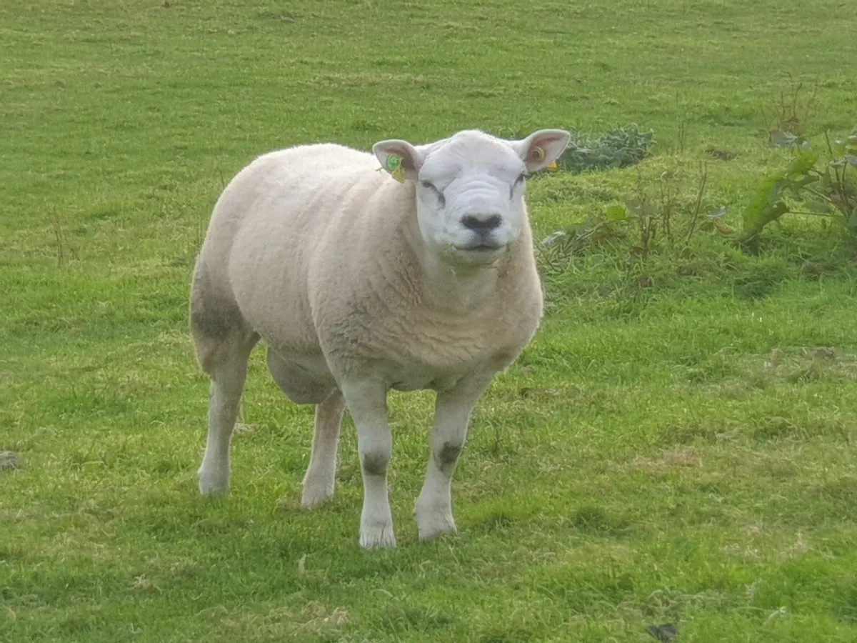 Texel Hogget Ram - Image 1