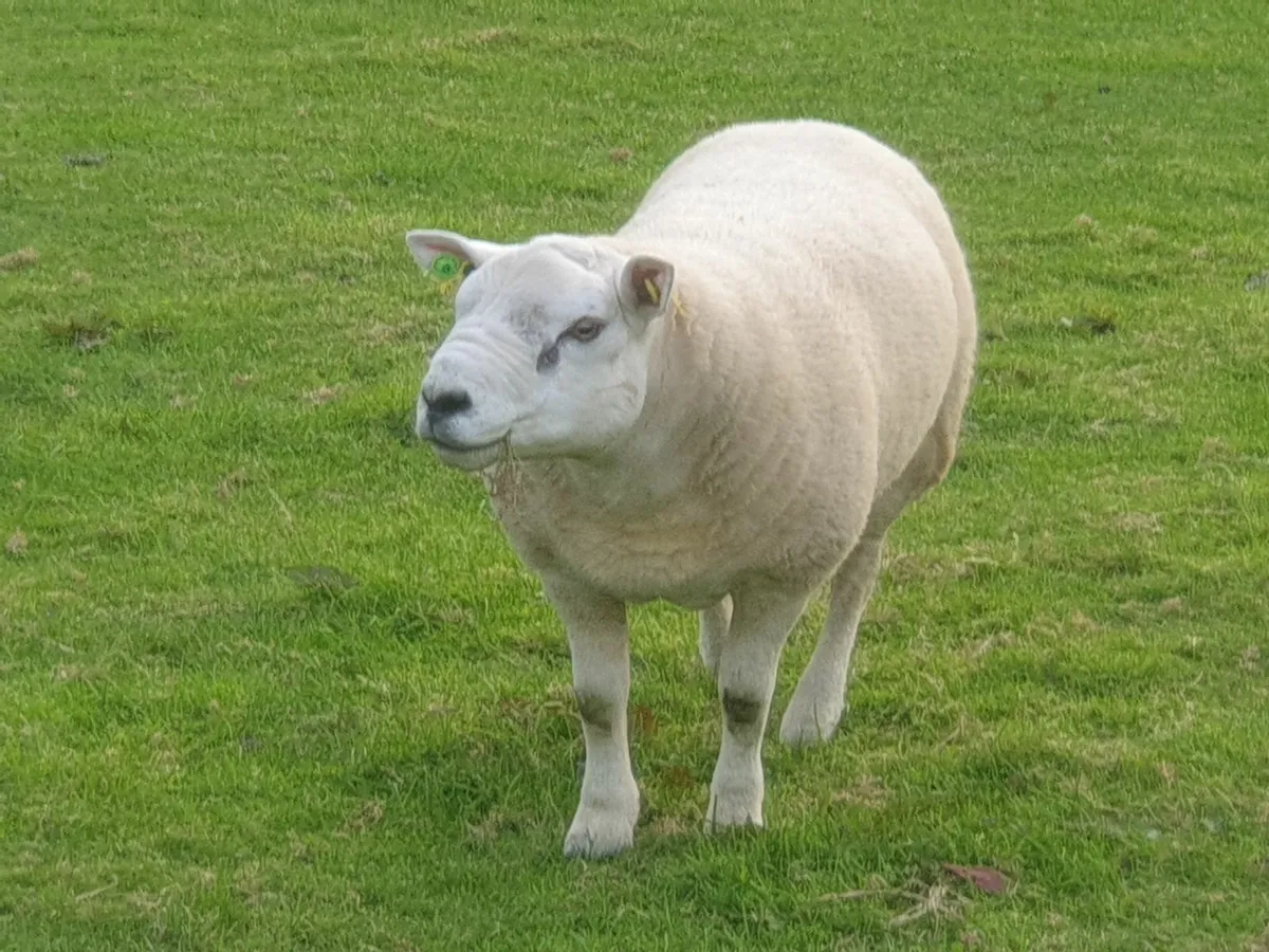 Texel Hogget Ram - Image 2