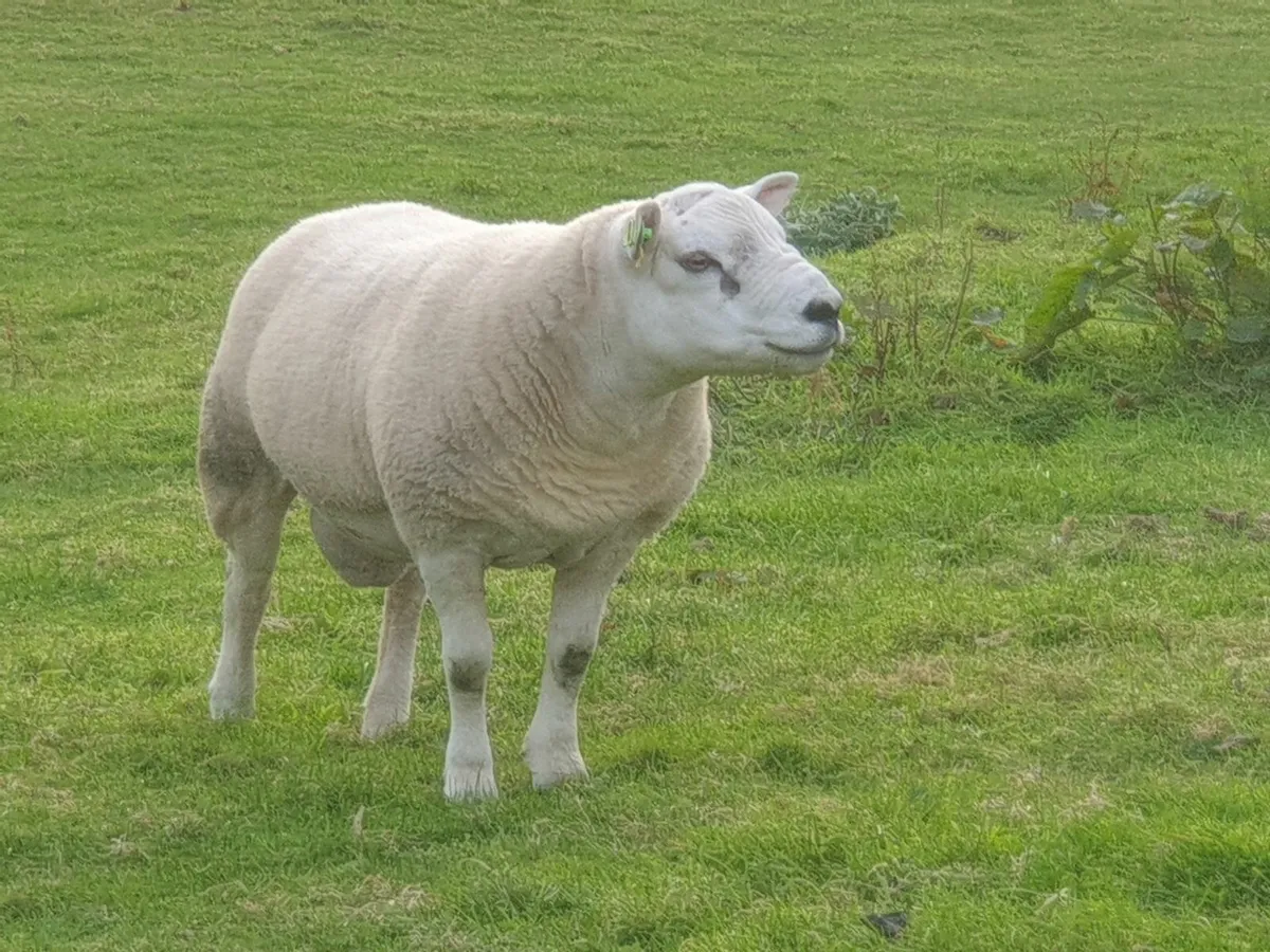 Texel Hogget Ram - Image 3