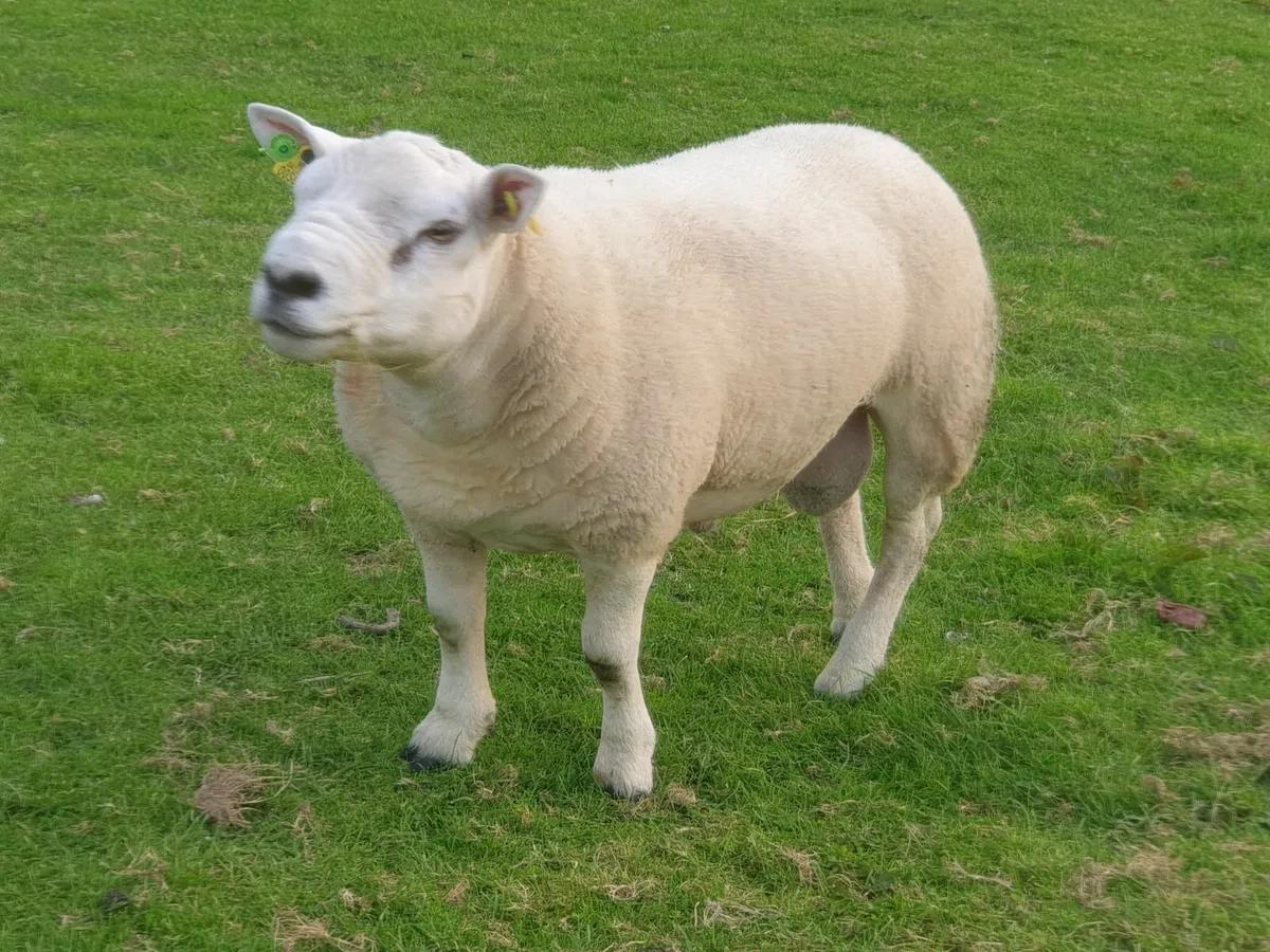 Texel Hogget Ram - Image 4