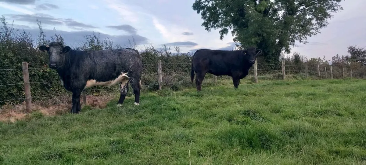 Breeding heifers - Image 1
