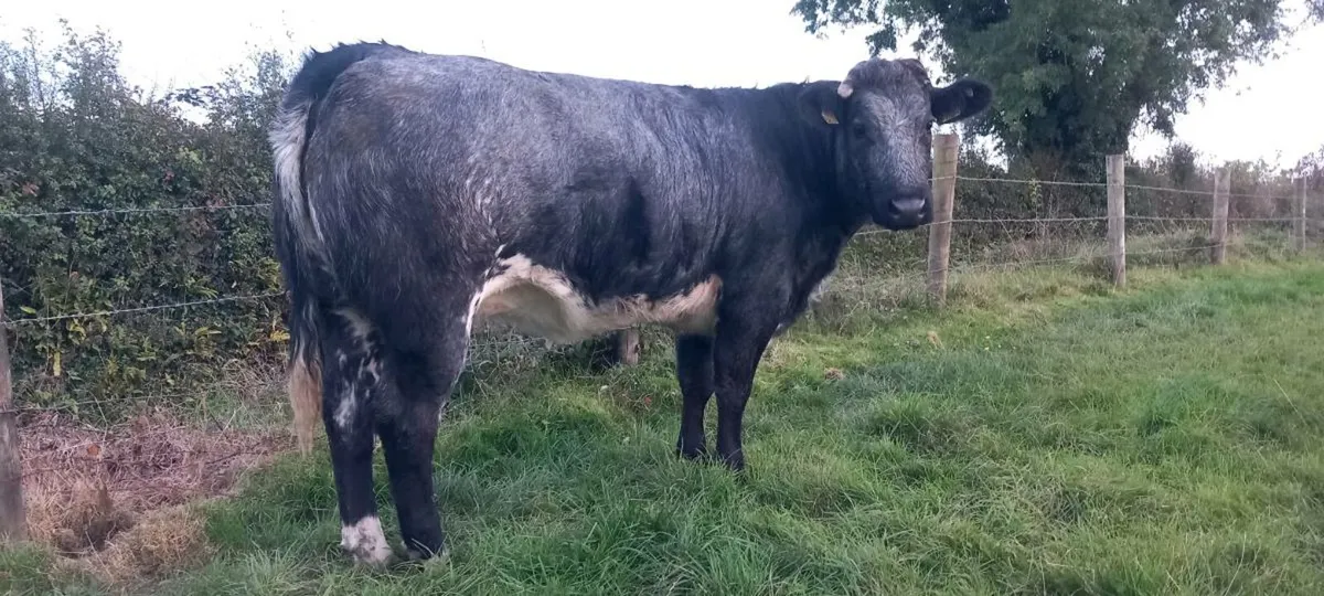 Breeding heifers - Image 2