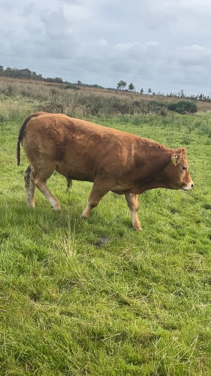 💥💥PEDIGREE LIMOUSIN BULLS💥💥 - Image 3
