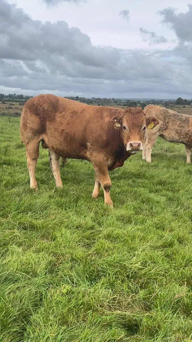 💥💥PEDIGREE LIMOUSIN BULLS💥💥 - Image 1