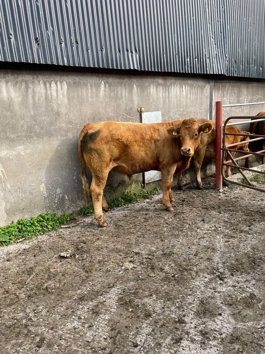 10 Organic Limousine bullocks for sale - Image 2