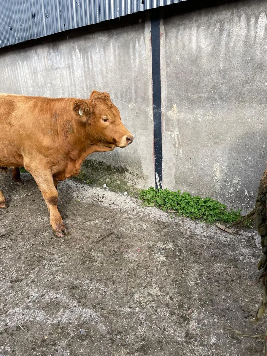 10 Organic Limousine bullocks for sale - Image 4