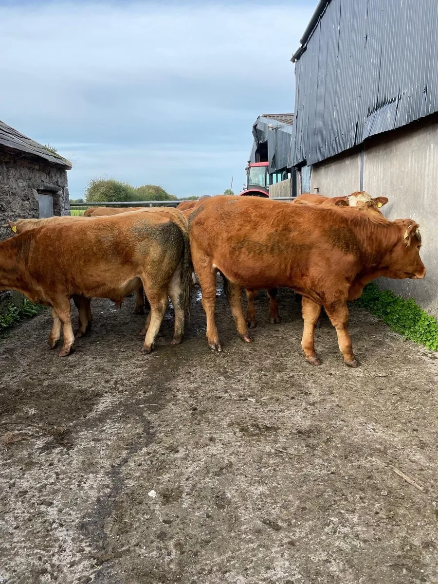 10 Organic Limousine bullocks for sale - Image 1
