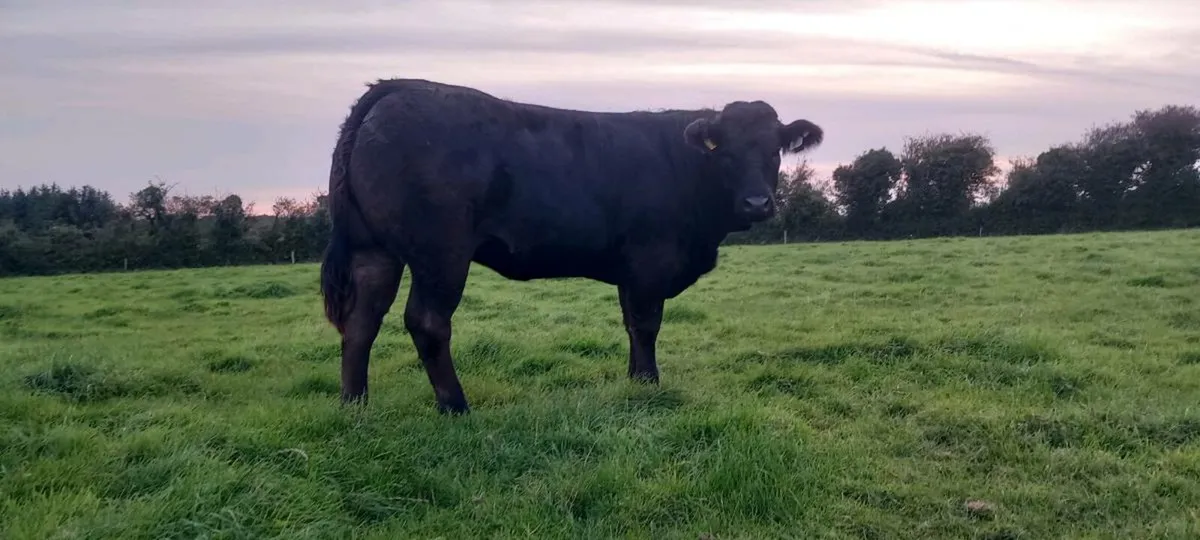 Breeding heifers - Image 3