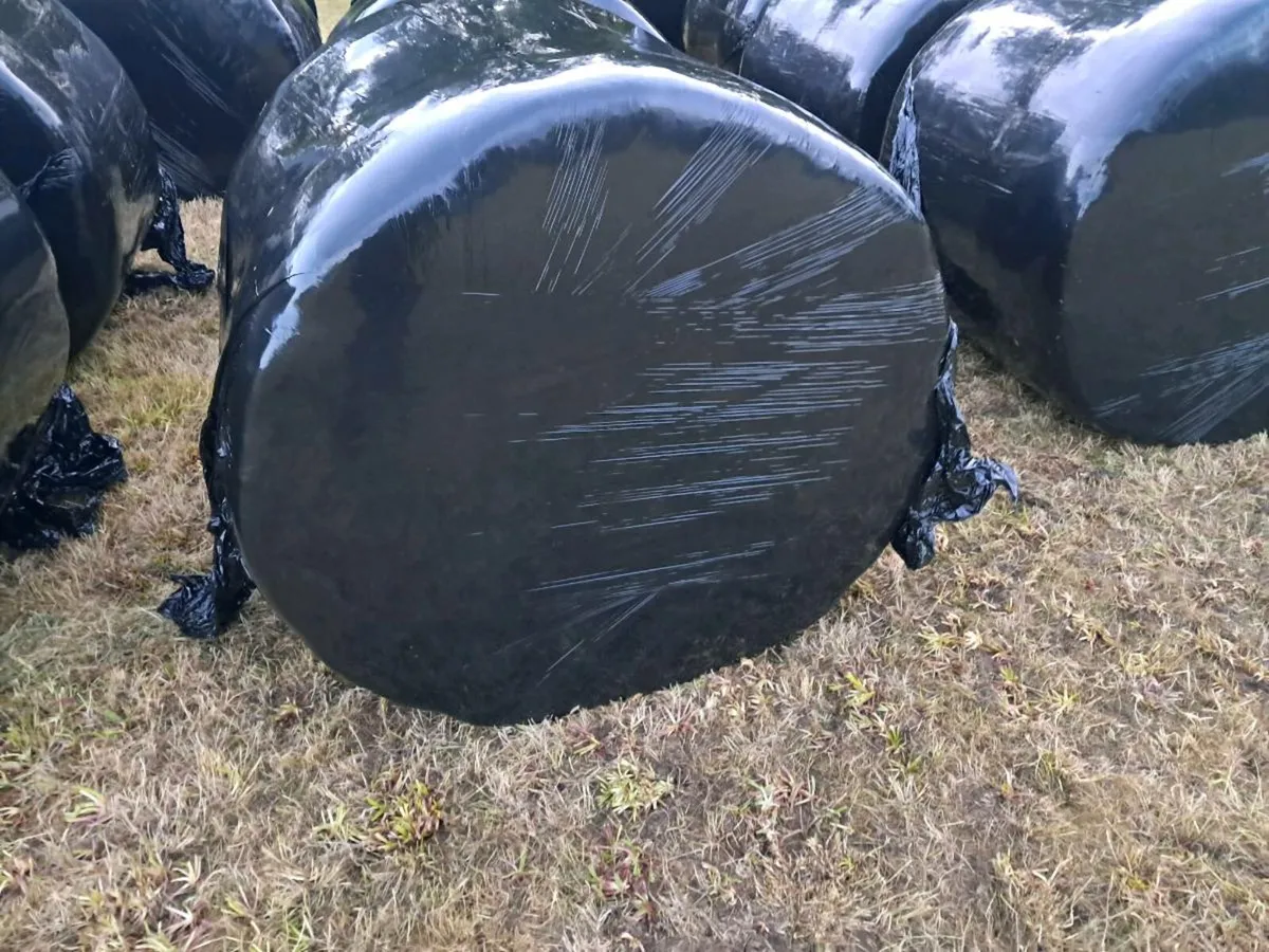 Silage - Image 2