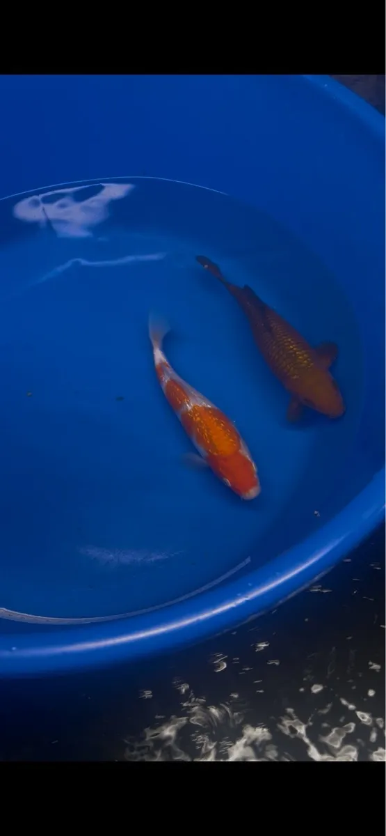 Koi - Image 1