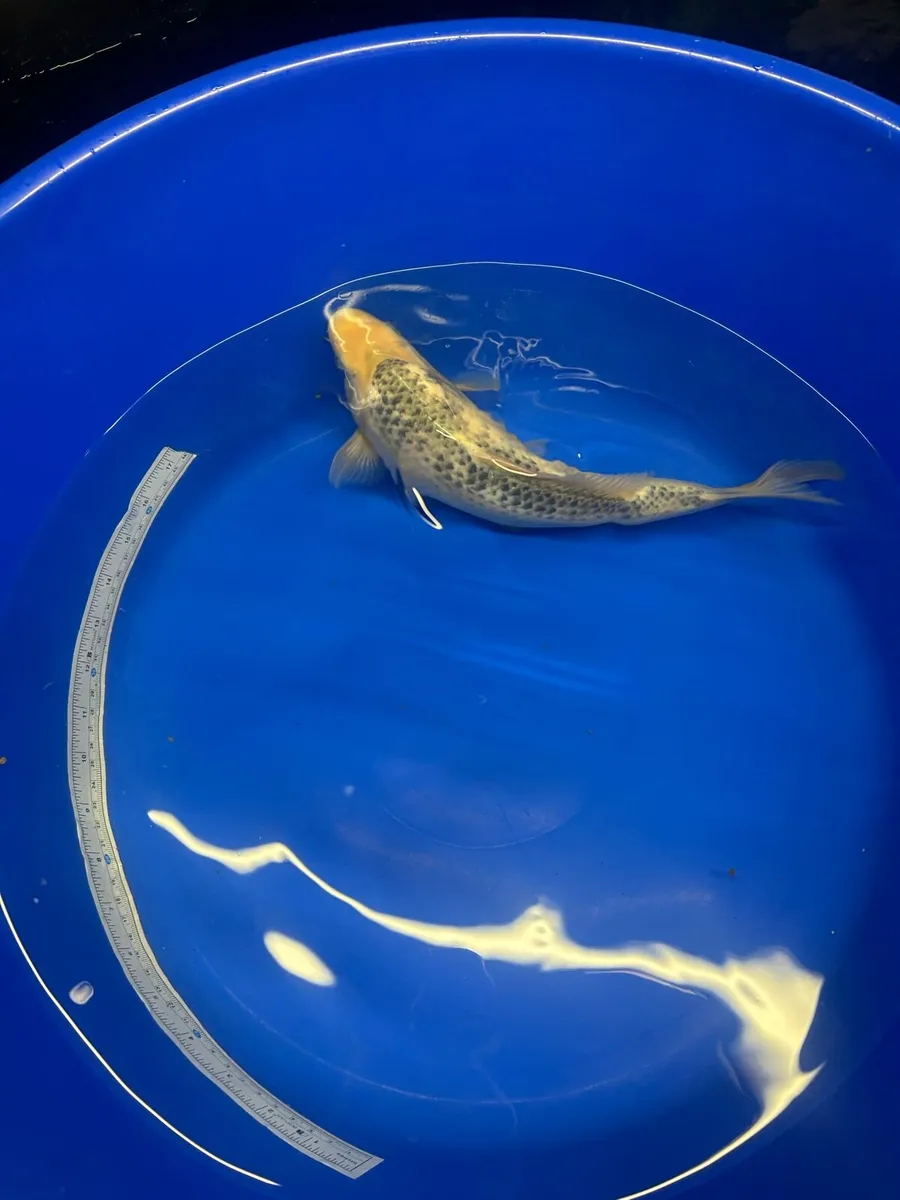 Koi - Image 2
