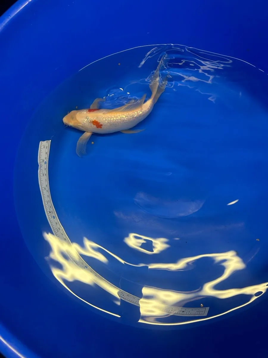 Koi - Image 3