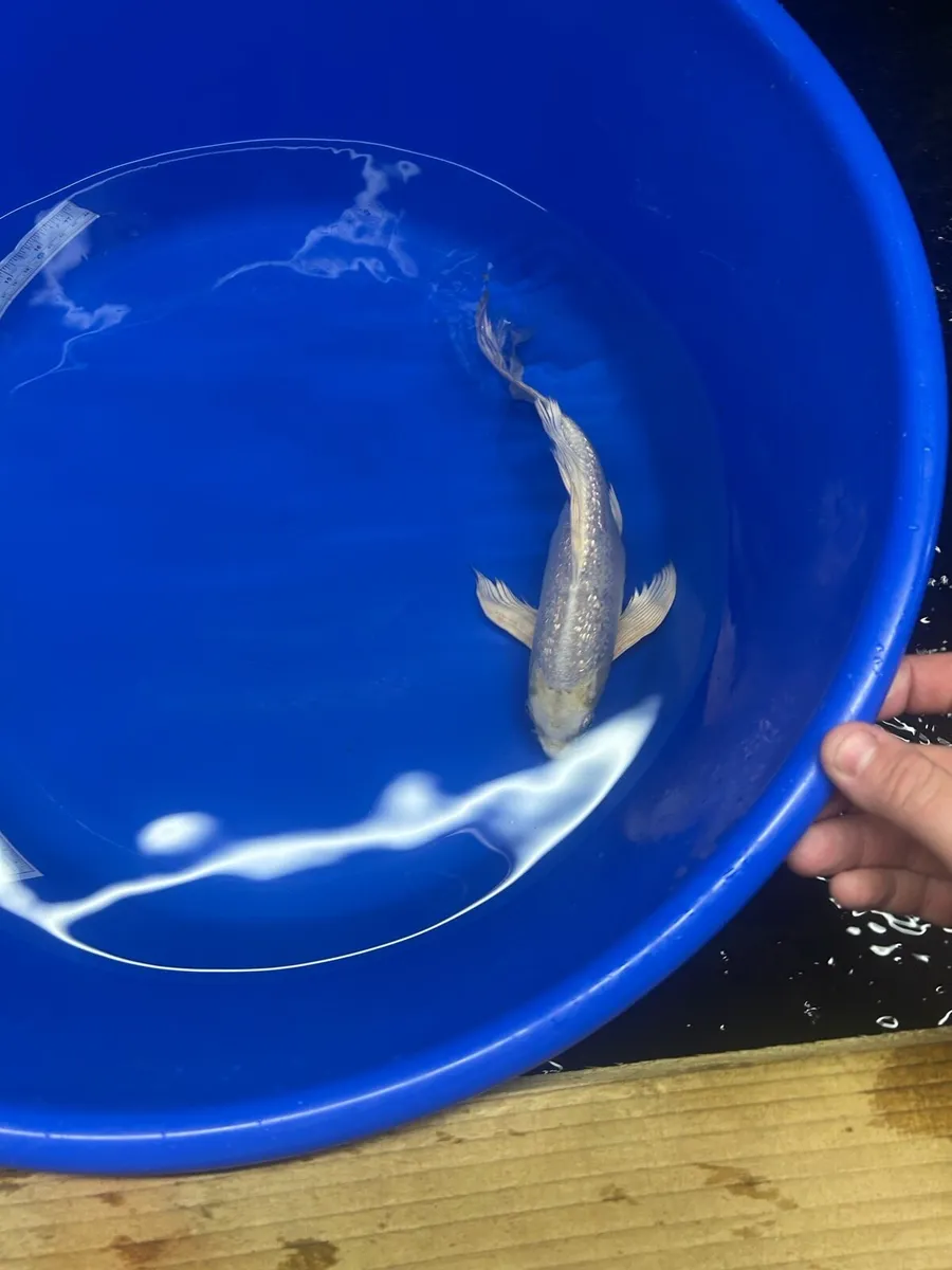 Koi - Image 4