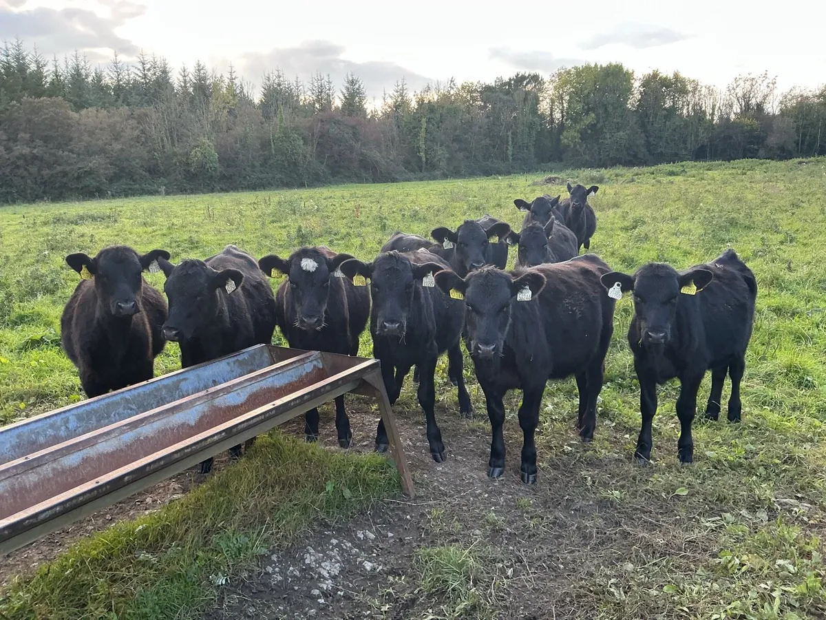 11 Angus Heifers - Image 2
