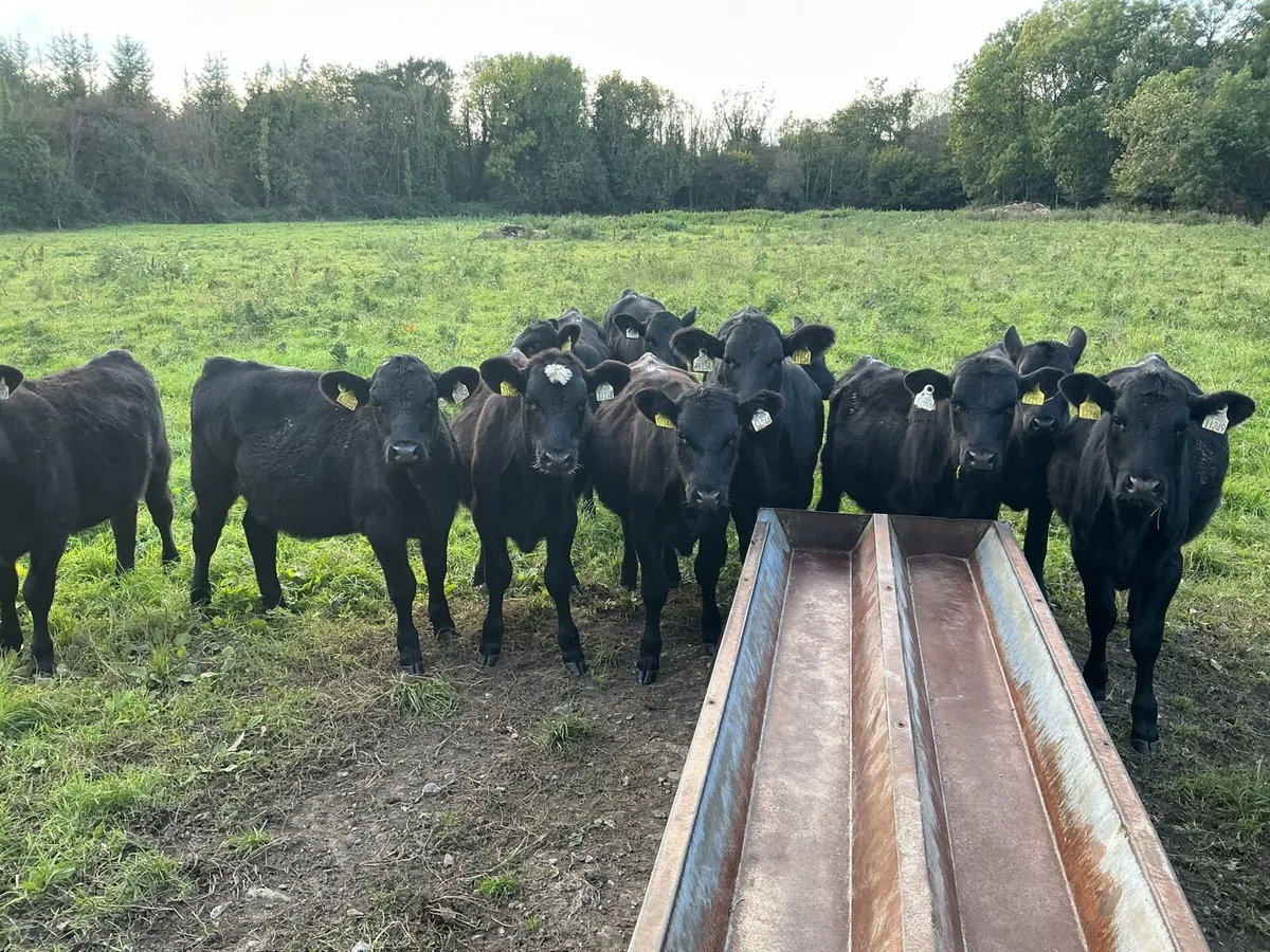 11 Angus Heifers - Image 1