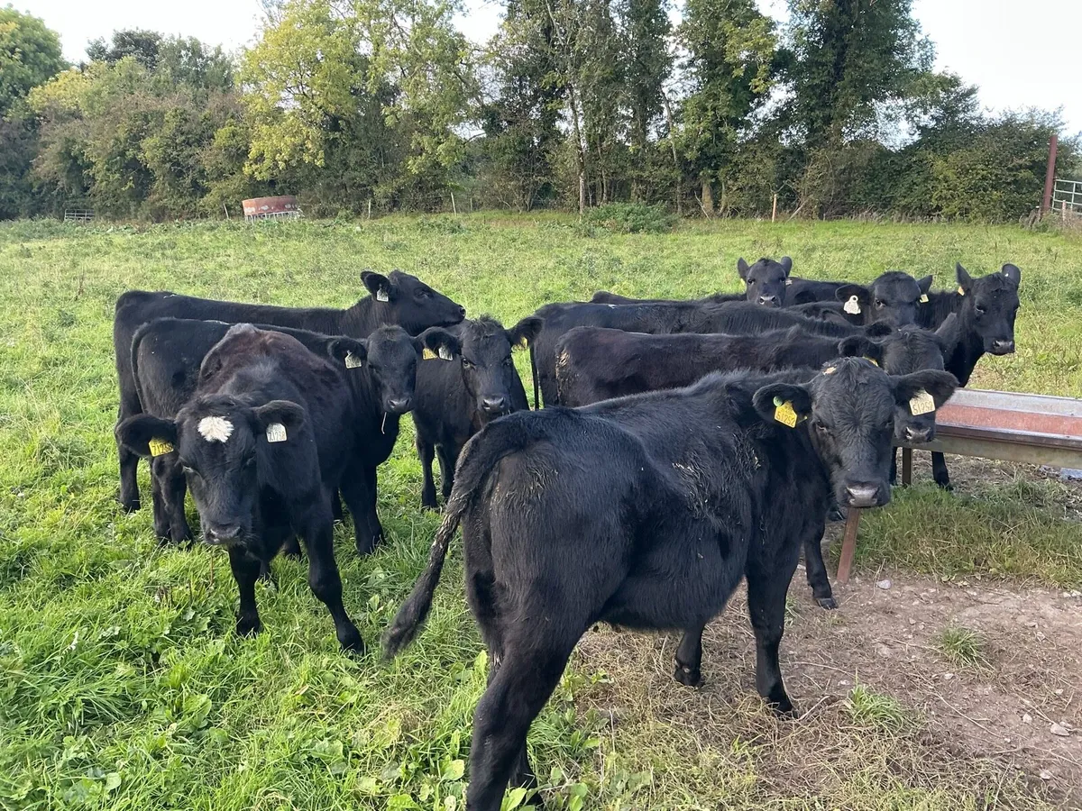 11 Angus Heifers - Image 3