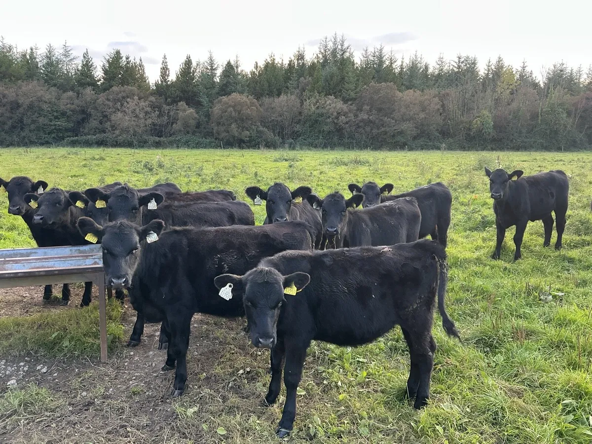 11 Angus Heifers - Image 4