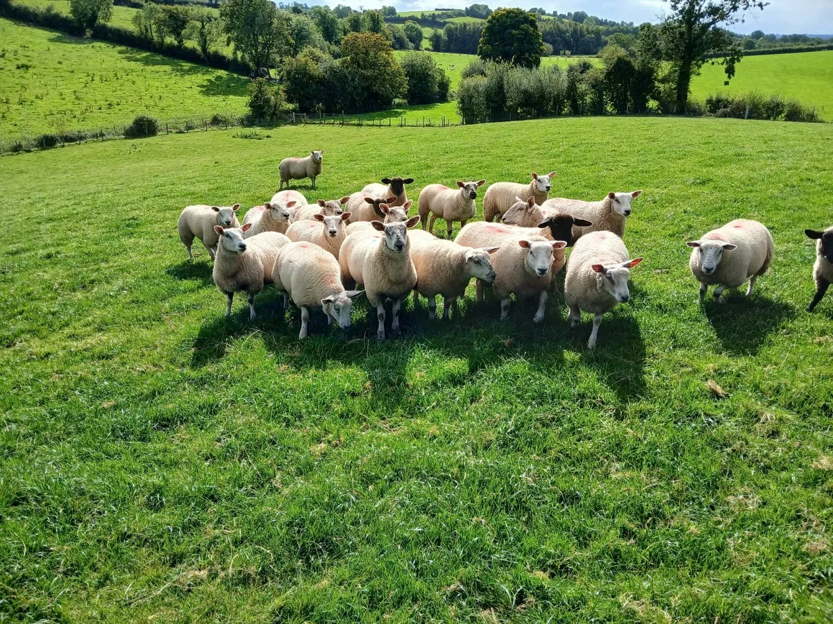 Ewe lambs - Image 2