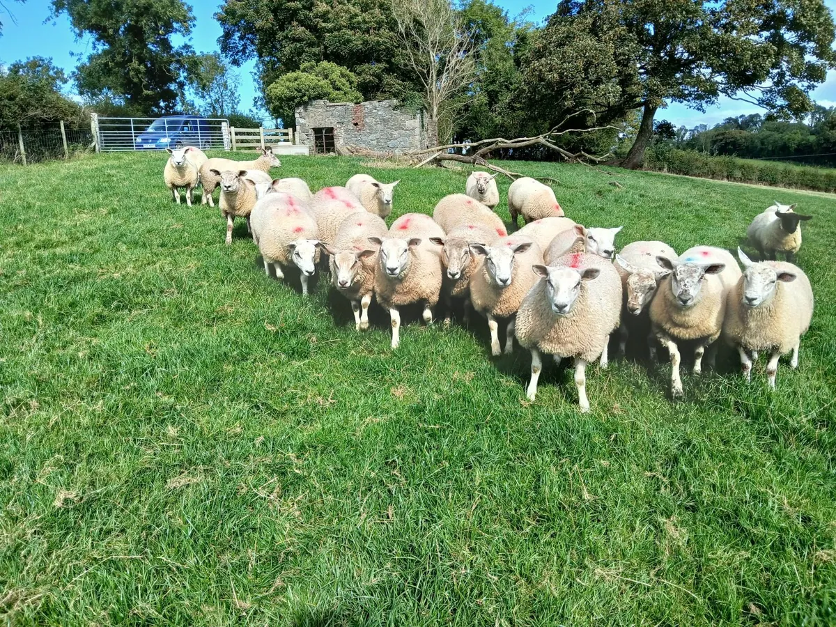 Ewe lambs - Image 1