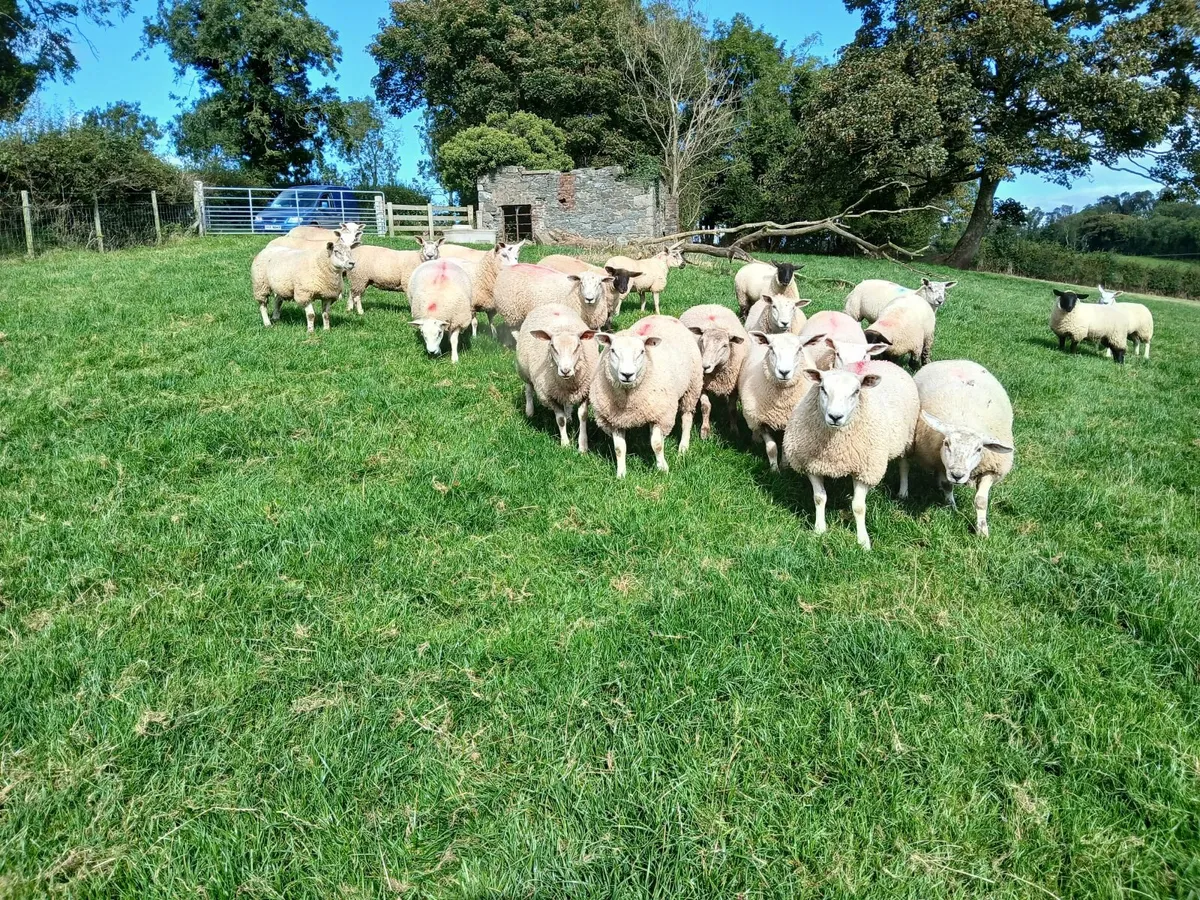 Ewe lambs - Image 3