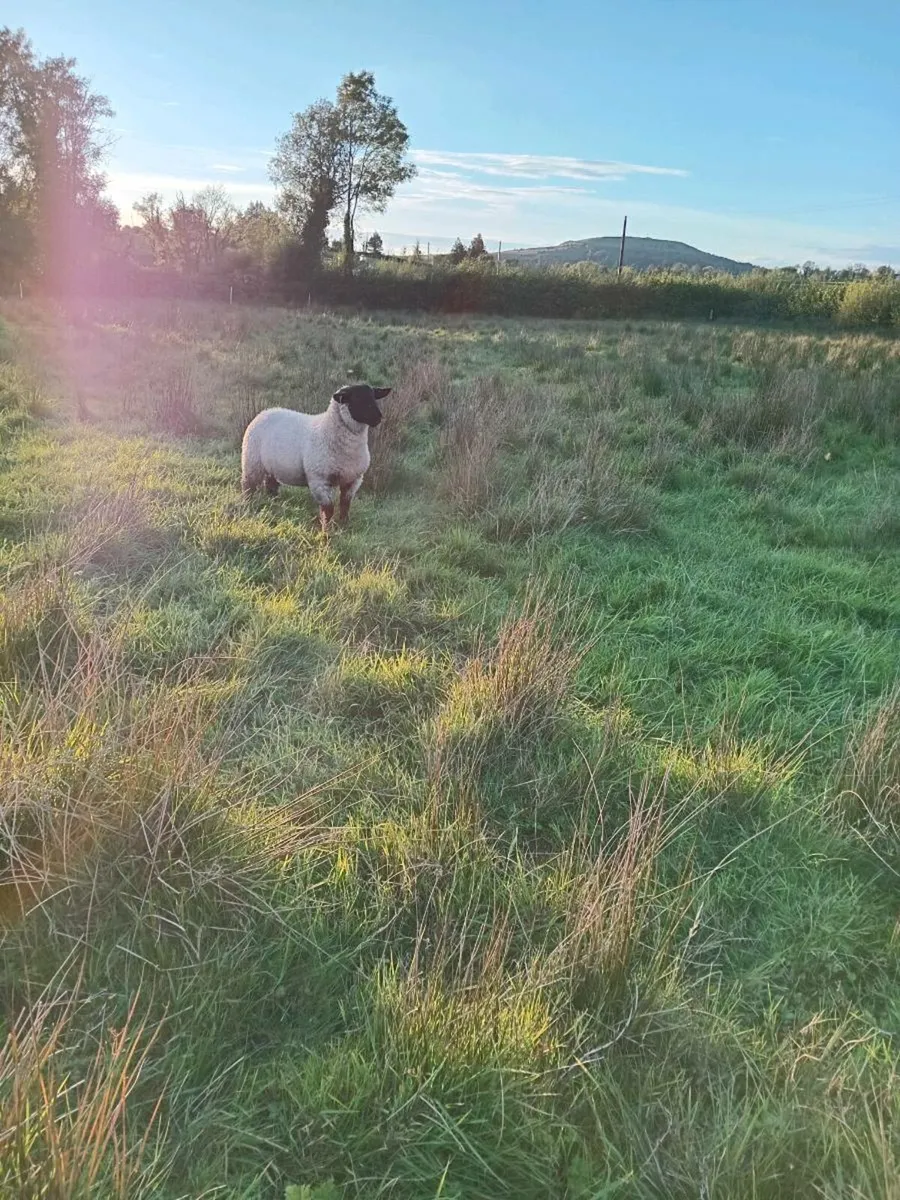Ewe lambs - Image 1