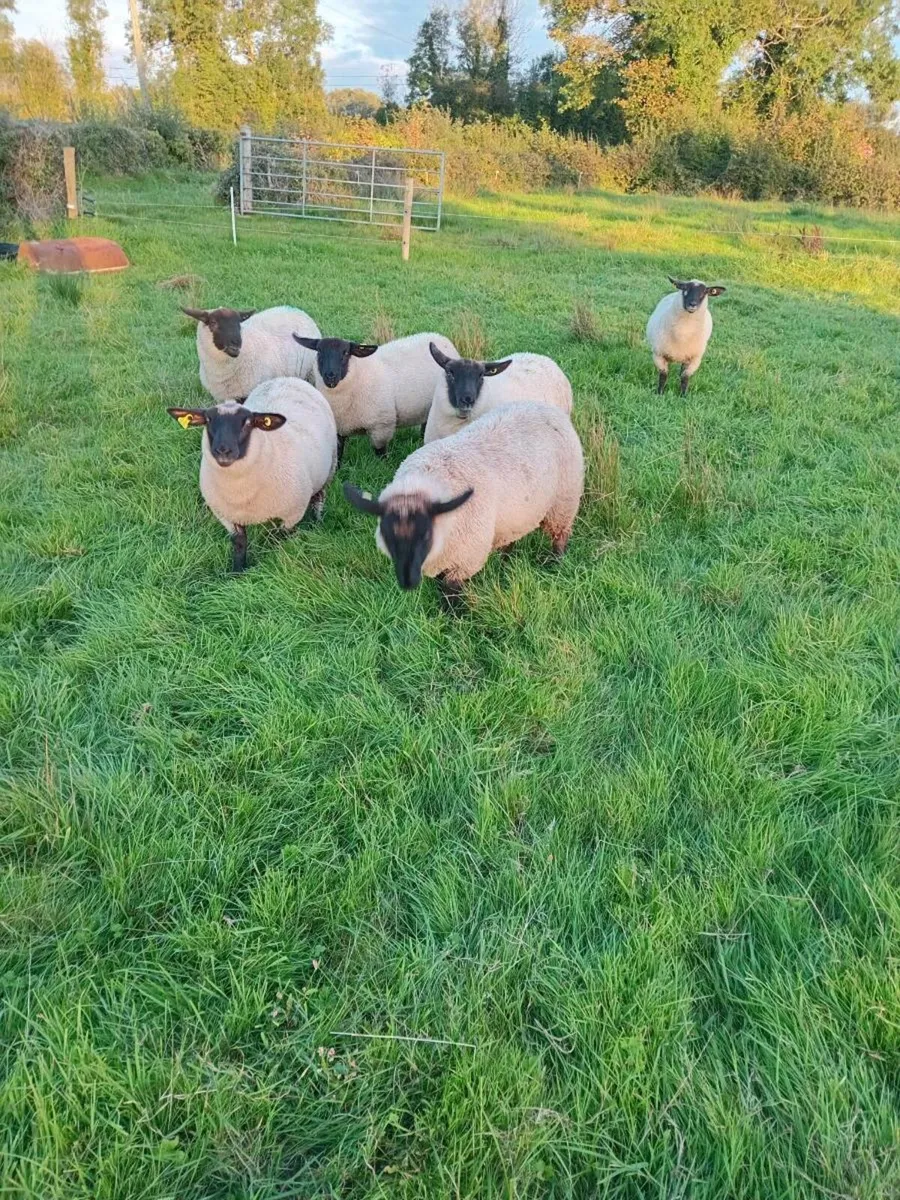 Ewe lambs - Image 2