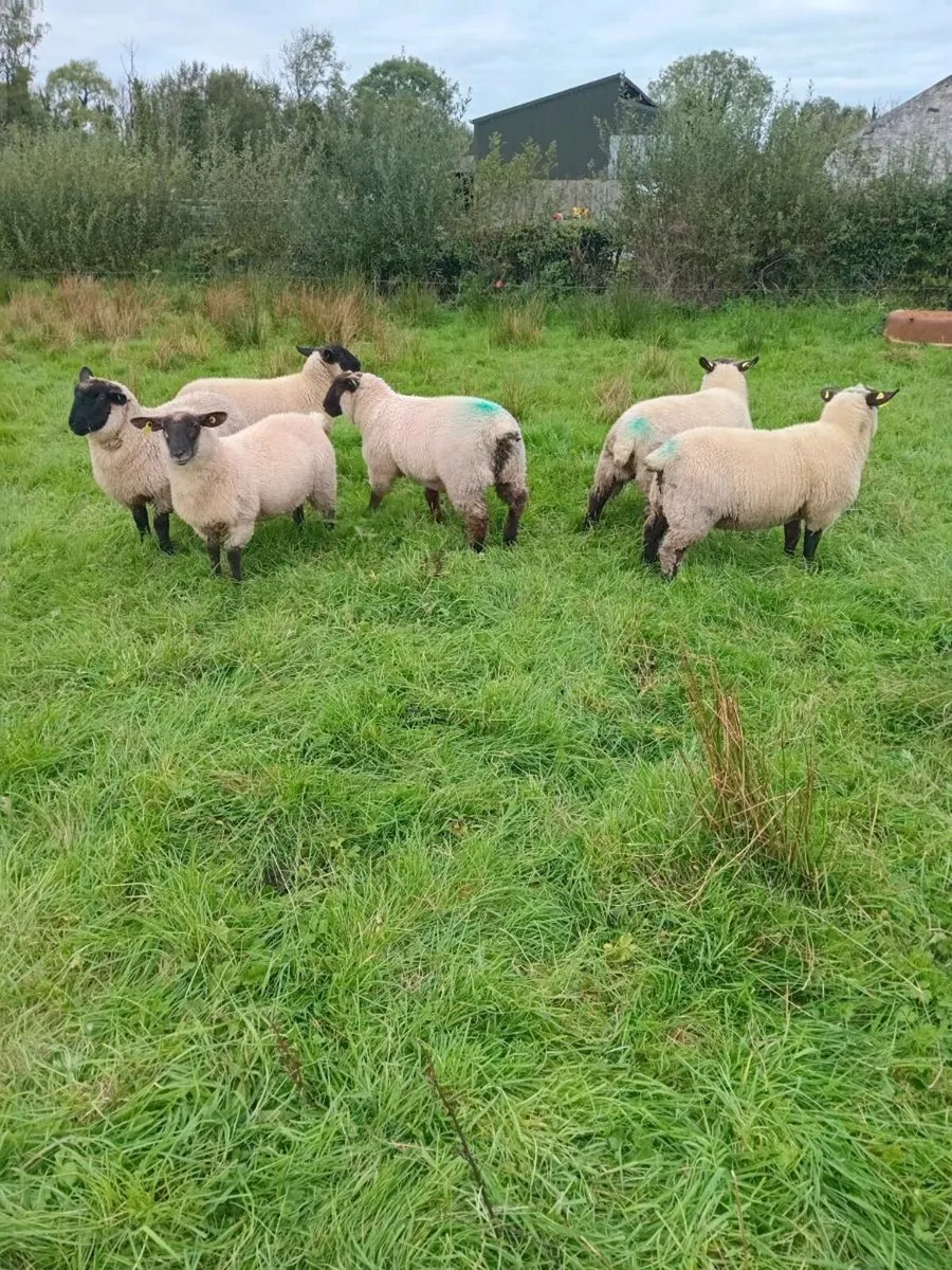 Ewe lambs - Image 3