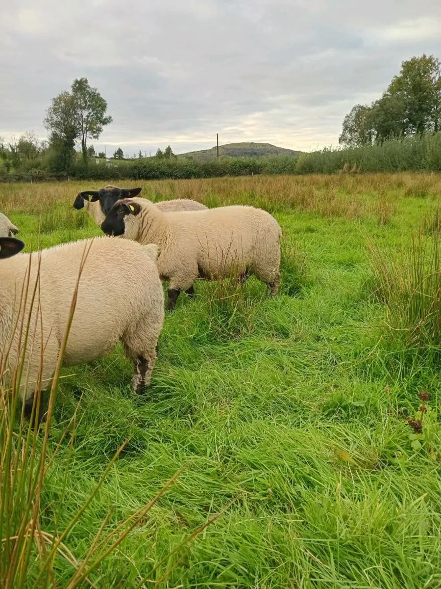 Ewe lambs - Image 4